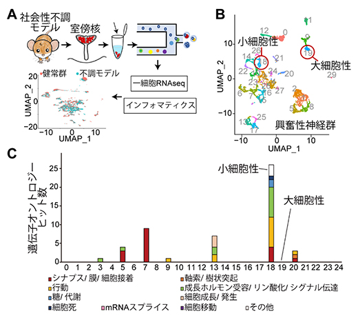 社会性不調のモデルマウスにおける一細胞RNA sequence解析の図