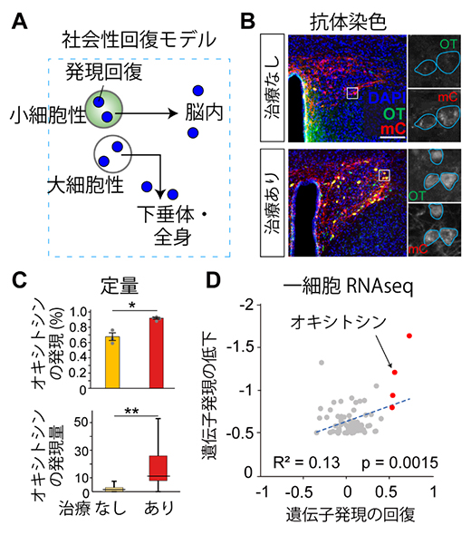 社会性不調の回復モデルの図