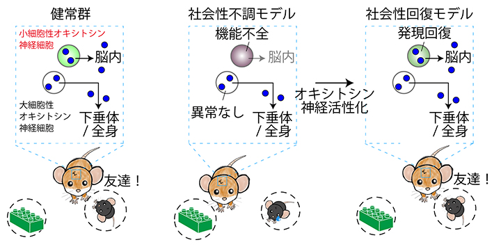 社会性不調モデルマウスにおけるオキシトシン神経細胞の機能不全と回復の図