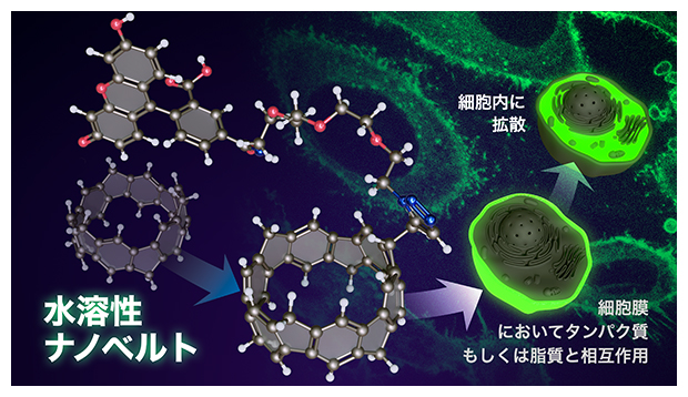本研究で開発した水溶性ナノベルトの図