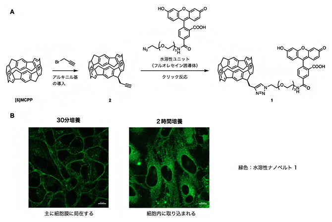 水溶性ナノベルトの図