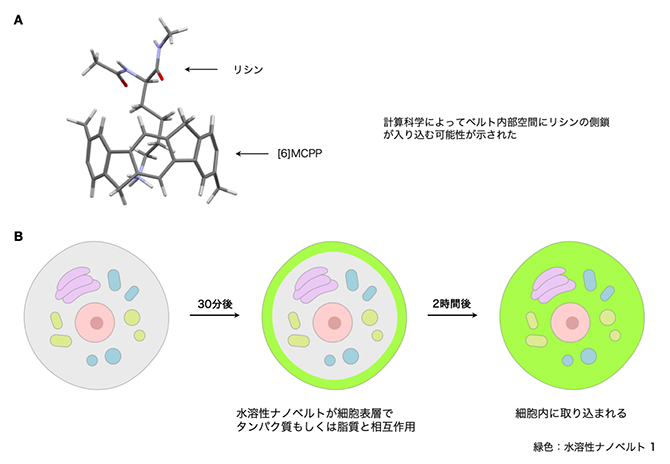 水溶性ナノベルトの動態解明の図