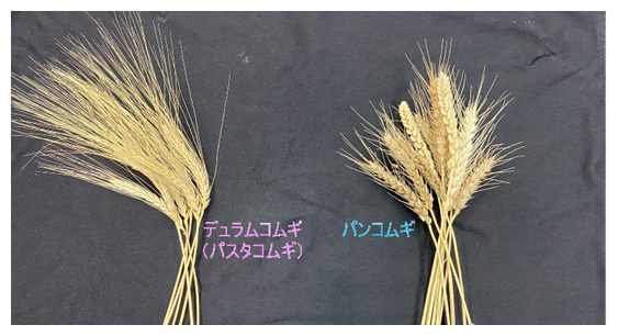 パスタコムギとパンコムギの図