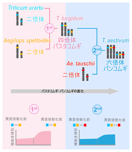 パスタコムギとパンコムギの進化と遺伝子機能多様性への影響の図