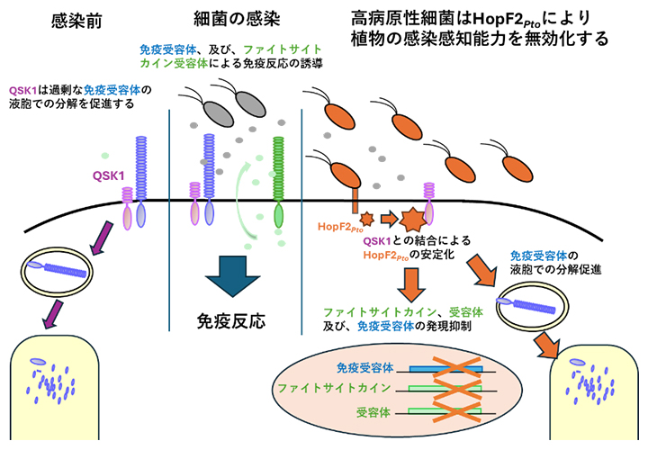 HopF2PtoはQSK1を用いて植物の感染感知能力を無効化の図