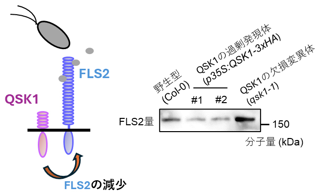 QSK1による免疫受容体FLS2量の制御の図
