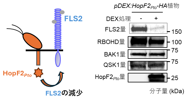 HopF2Ptoの発現によるFLS2量の変化の図