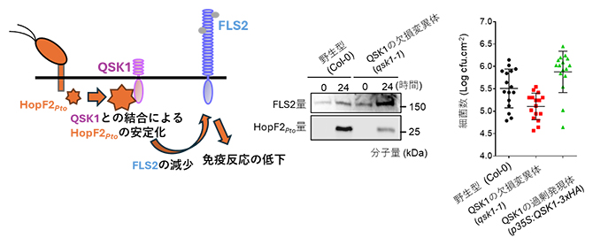 QSK1とHopF2Ptoの蓄積、HopF2PtoによるFLS2量の減少の関係の図