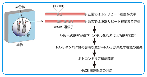 本研究の発見内容の図