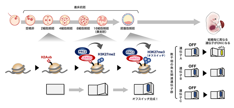 着床前の初期発生過程で段階的に作られるオフスイッチの図