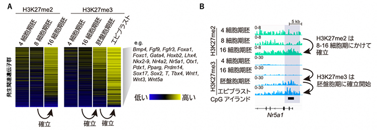 発生関連遺伝子の転写開始点付近におけるH3K27me2、H3K27me3の動態の図