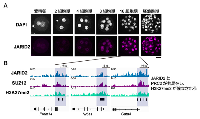 着床前胚におけるJARID2の発現とゲノム内の分布の図