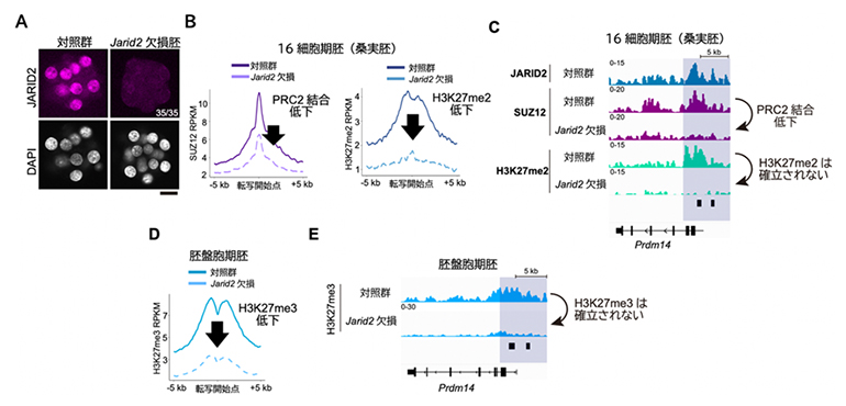 Jarid2欠損胚におけるH3K27メチル化とPRC2のゲノム内分布の図