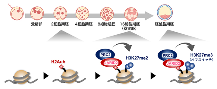 H3K27me3の新規確立に至る分子経路のモデルの図
