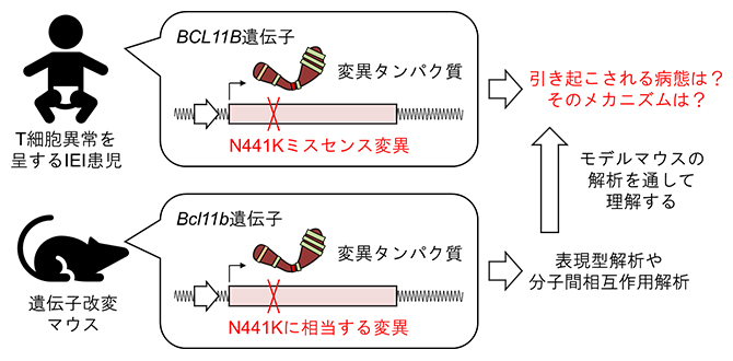今回の研究の概要図