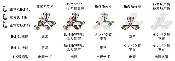 今回の研究で判明した結果のまとめの図