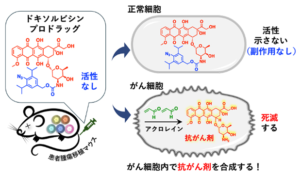 副作用を劇的に抑えたドキソルビシン薬剤の概念図の画像