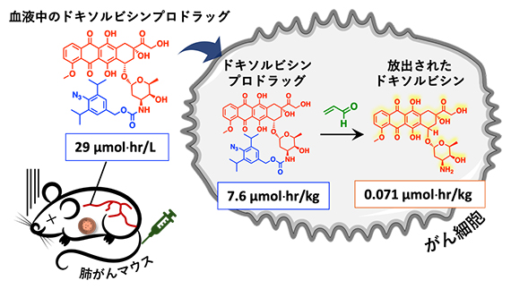 がん細胞内で抗がん剤が合成される機構の解明の図
