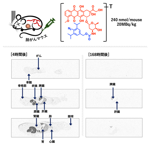 放射線標識したドキソルビシンプロドラッグの動態の様子の図