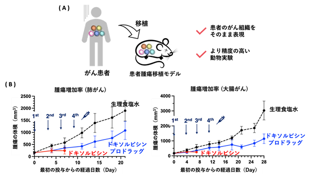 ドキソルビシンプロドラッグで患者腫瘍移植モデルの治療の図