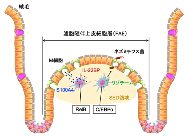 RelBとC/EBPαによるSEDの単核貪食細胞の機能調節の図
