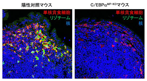 転写因子C/EBPαのリゾチームの発現制御の図