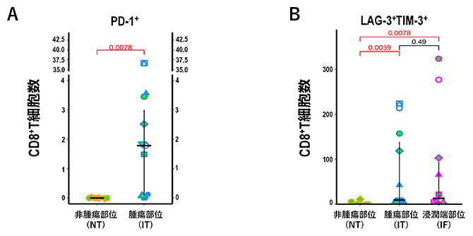多重免疫組織化学法による腫瘍内CD8+ T 細胞の解析の図