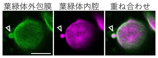 葉緑体の出芽様構造の観察像の図