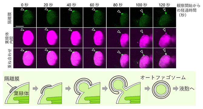葉緑体が出芽し小胞となる過程の観察像と提唱されるモデル図の画像