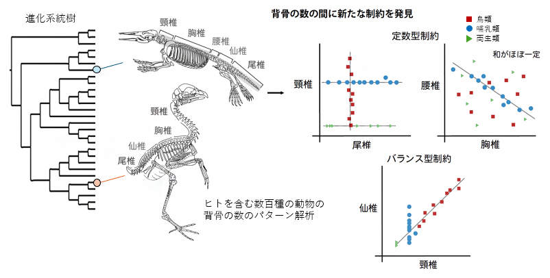 データ収集と系統樹解析から浮かび上がった「背骨数ルール」の図