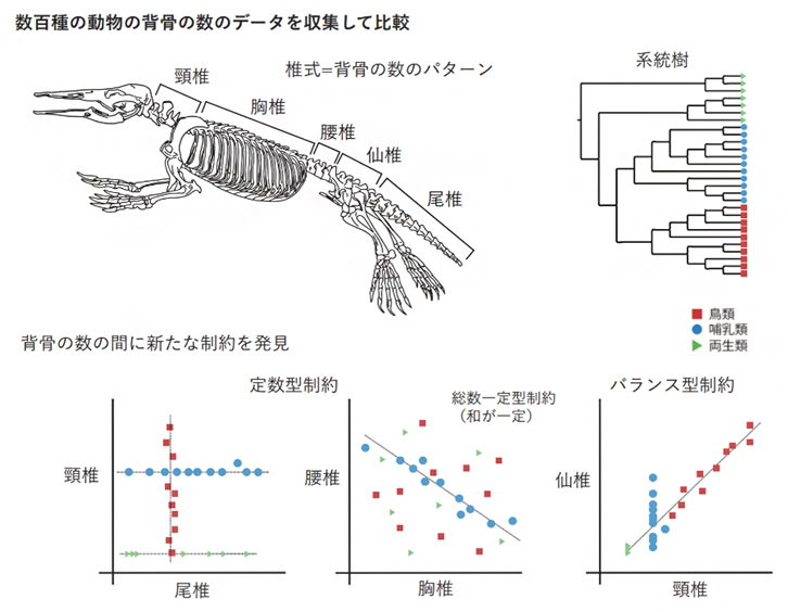 データ収集と系統樹解析による新たな制約の探索の図