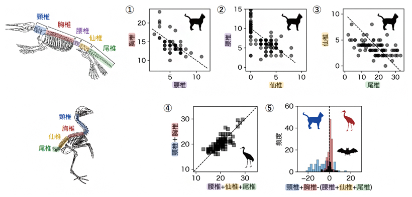 哺乳類の「総数一定型制約」と鳥類の「バランス型制約」の図