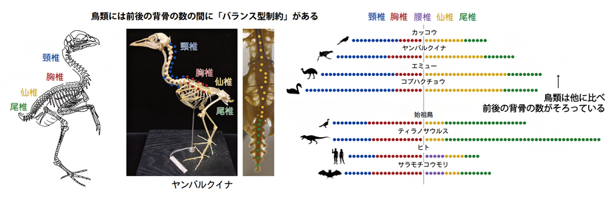現生鳥類、始祖鳥、コウモリに見られる「バランス型制約」の図