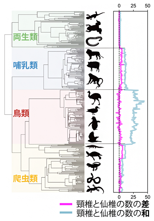 四肢動物に共通する頸椎と仙椎の数の「バランス型制約」の図