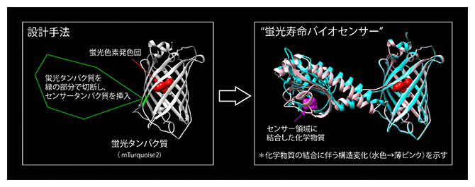 さまざまな蛍光寿命バイオセンサーを簡便に作成するプラットフォームの図
