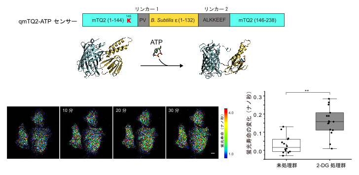 細胞内エネルギー代謝評価のためのATP蛍光寿命センサーの開発の図