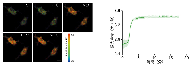 細胞内cAMP可視化する蛍光寿命センサー「qmTQ2-cAMP」の開発の図