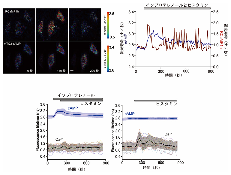 蛍光寿命バイオセンサーを用いたcAMPとCa2+の2色イメージングの図