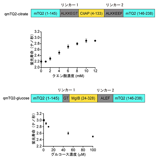 クエン酸とグルコースに対する蛍光寿命センサーの開発の図