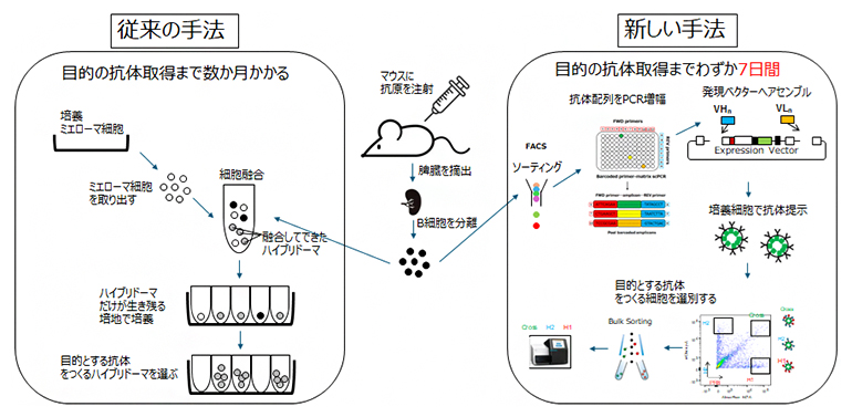 スクリーニングの従来型と今回開発した新手法の図