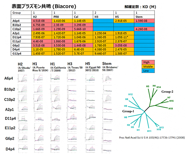 ヘマグルチニンタイプに対する交差反応性抗体の結合能の比較の図