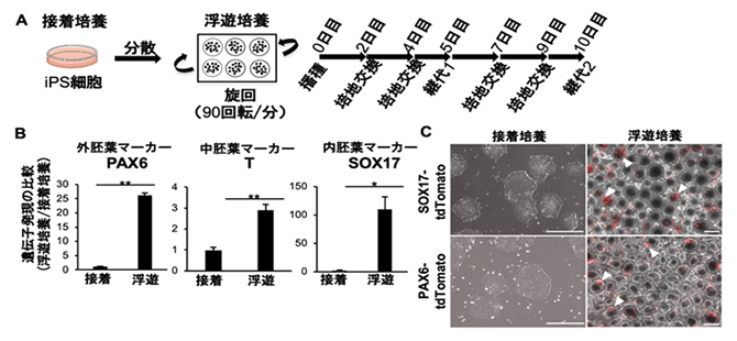 iPS細胞の接着培養または浮遊培養条件における突発的分化の比較の図