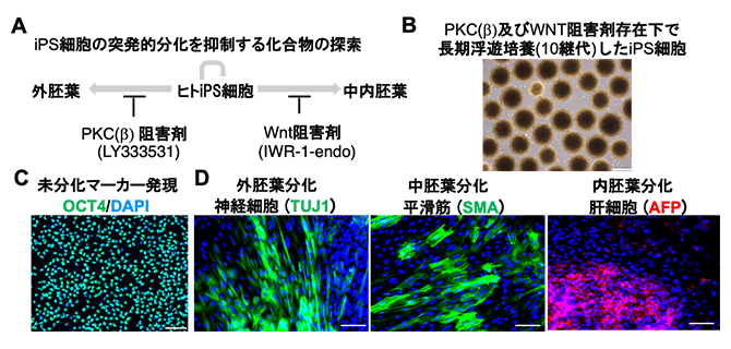 シグナル阻害剤存在下で長期に浮遊培養したiPS細胞の未分化性と多能性の評価の図