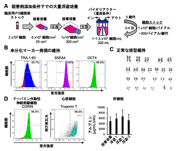 臨床用iPS細胞の阻害剤存在下での大量浮遊培養とストック作製の図
