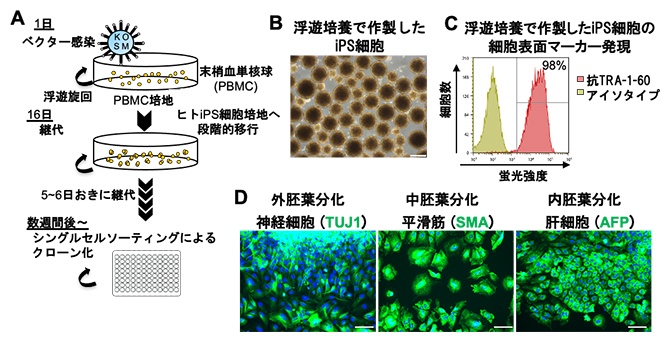 一貫した浮遊培養条件でのiPS細胞の樹立の図
