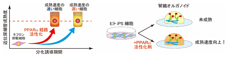 PPARα経路の活性化で促進される腎臓オルガノイドの成熟化の図