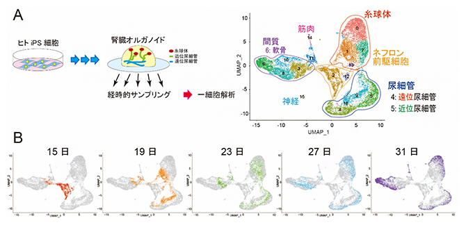 腎臓オルガノイドを用いた1細胞解析の図