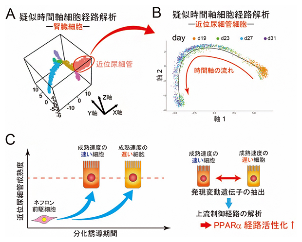 近位尿細管細胞の疑似時間軸細胞経路解析と成熟化速度を制御する因子の抽出方法の図