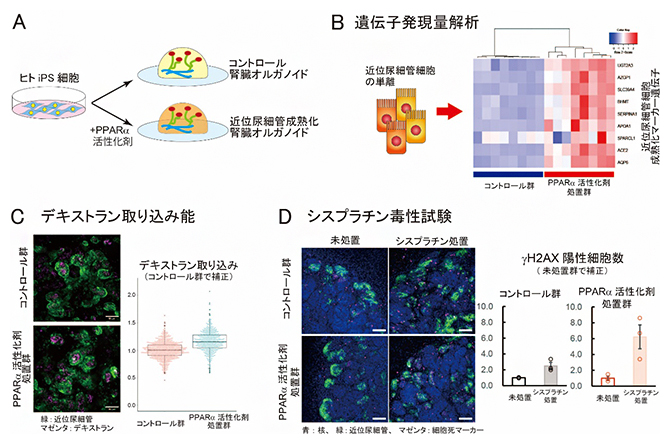 近位尿細管成熟化腎臓オルガノイドにおける遺伝子発現量解析と機能評価の図