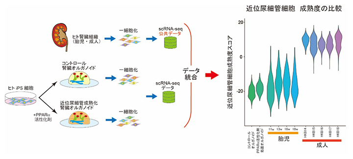 公共データを用いた腎臓オルガノイド近位尿細管細胞の成熟度の比較の図